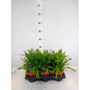 Nephrolepis cord. 'Duffii'