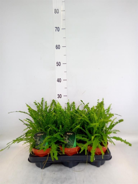<h4>Nephrolepis cord. 'Duffii'</h4>