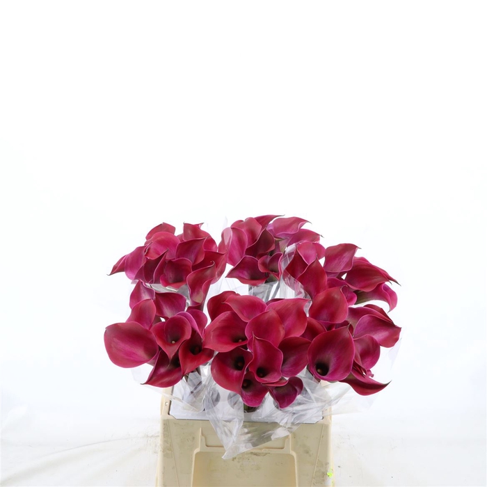 <h4>Calla Tokyo</h4>