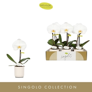Singolo Tosha in Lazio White