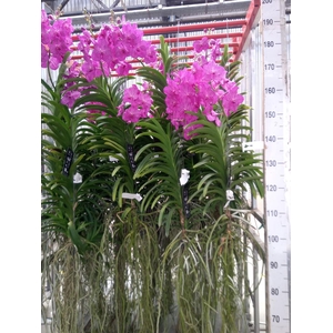 Vanda hybrids