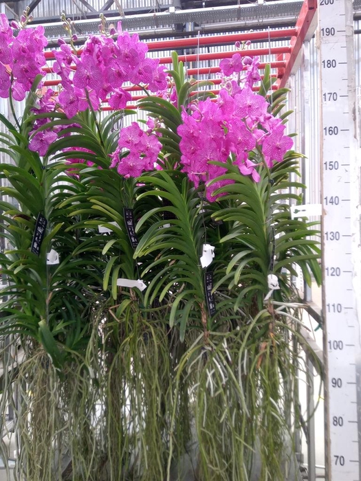 <h4>Vanda hybrids</h4>