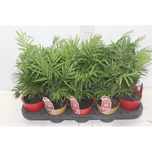 CHAMAEDOREA ELEGANS P11
