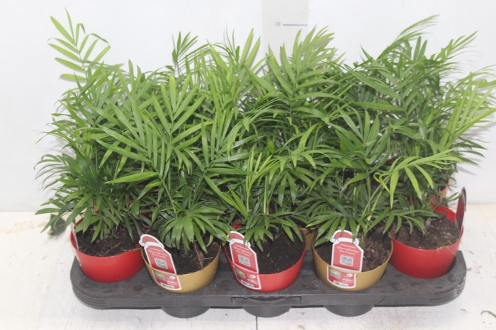 <h4>CHAMAEDOREA ELEGANS P11</h4>