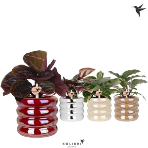 Kolibri Greens Calathea mix in Glow pot mix