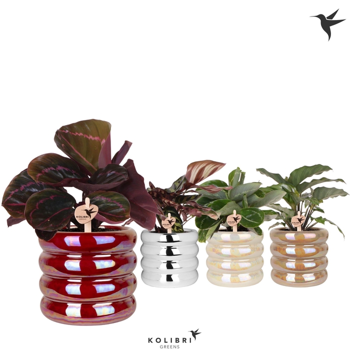 <h4>Kolibri Greens Calathea mix in Glow pot mix</h4>