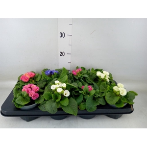 Primula   ...