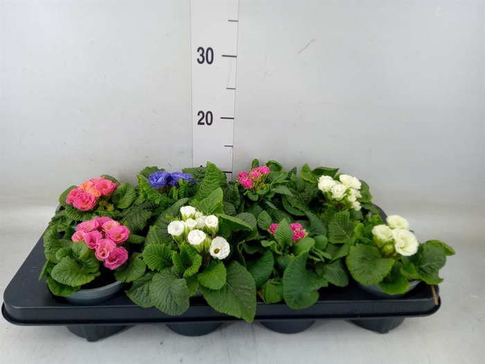 <h4>Primula   ...</h4>