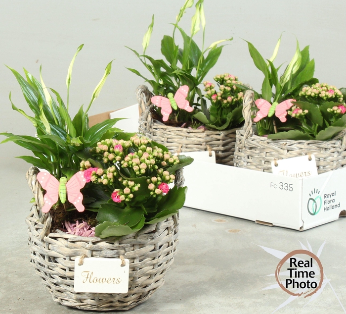 <h4>ARR KAMERPL</h4>