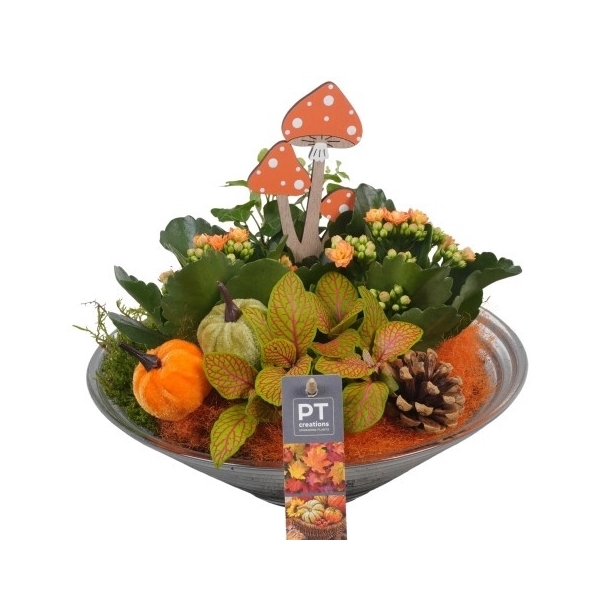 <h4>PTHG3328 Arrangement Autumn Glass in glas schaal</h4>