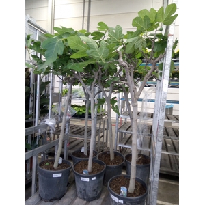 Ficus carica