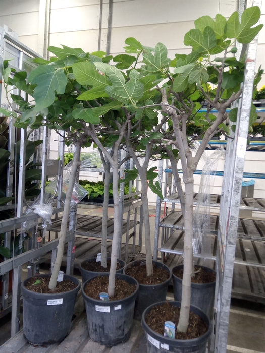 <h4>Ficus carica</h4>
