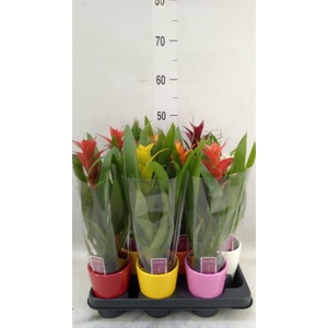 Guzmania   ...mix
