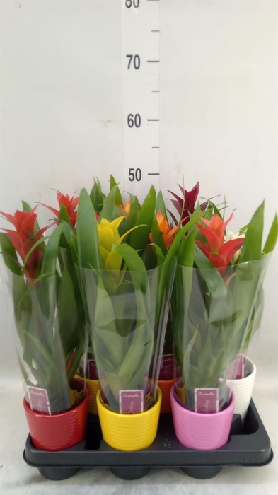 <h4>Guzmania   ...mix</h4>