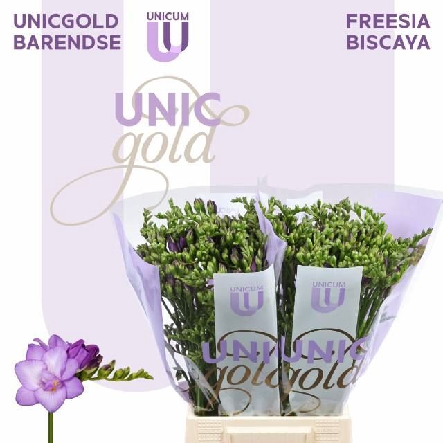 <h4>Freesia du Biscaya</h4>