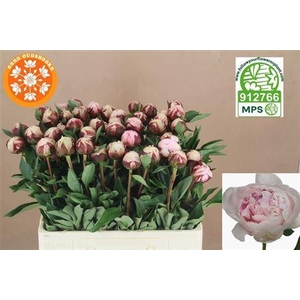 Paeo L Reine Hortens