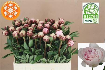 <h4>Paeo L Reine Hortens</h4>