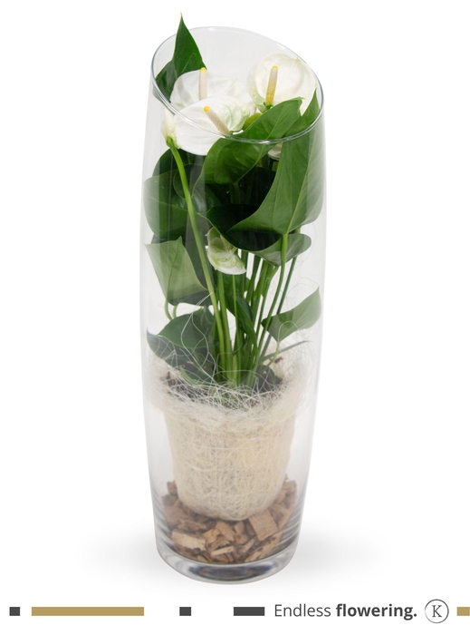 <h4>Anthurium - KARMA White | Sky 50cm | Sisal + Mos</h4>