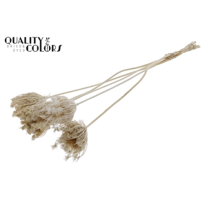 Ammi Majus 4-6cm 5pc/bunch Bleached