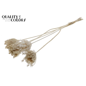 Ammi Majus 4-6cm 5pc/bunch Bleached