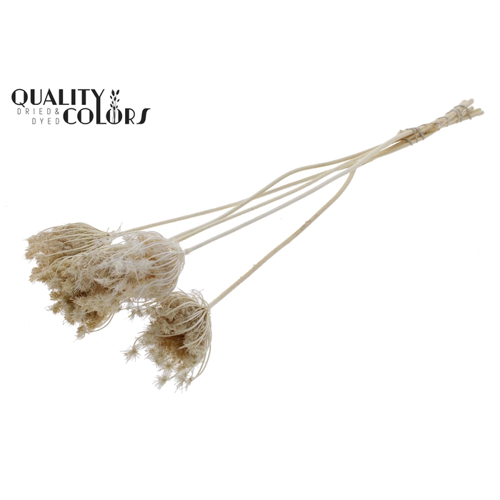 <h4>Ammi Majus 4-6cm 5pc/bunch Bleached</h4>