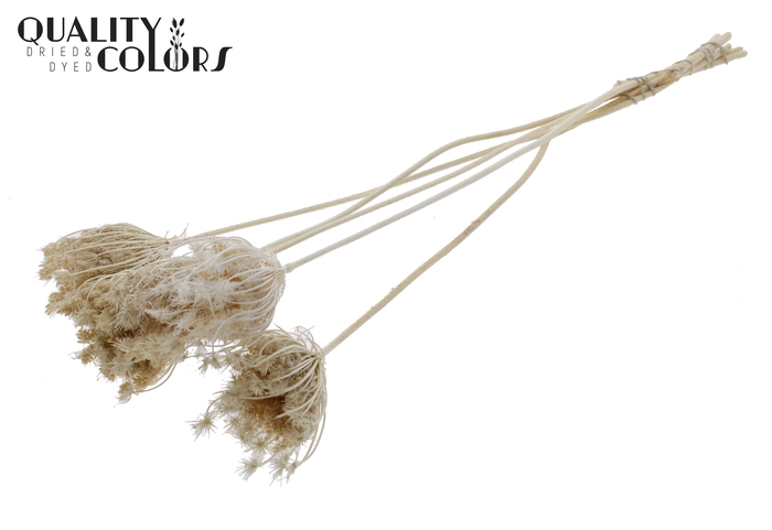 Ammi Majus 4-6cm 5pc/bunch Bleached