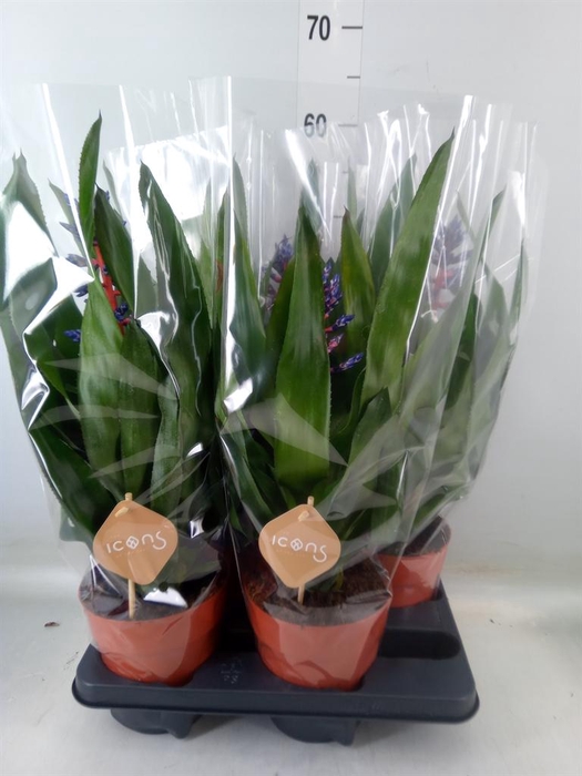 <h4>Aechmea   ...</h4>