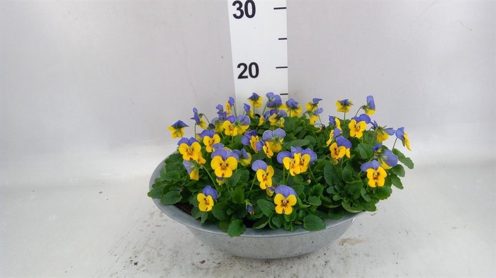 <h4>Viola corn. 'Endurio BlueYel wPurp'</h4>