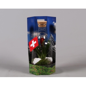 Green Bottle met Bromelia