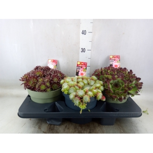 Sempervivum   ...