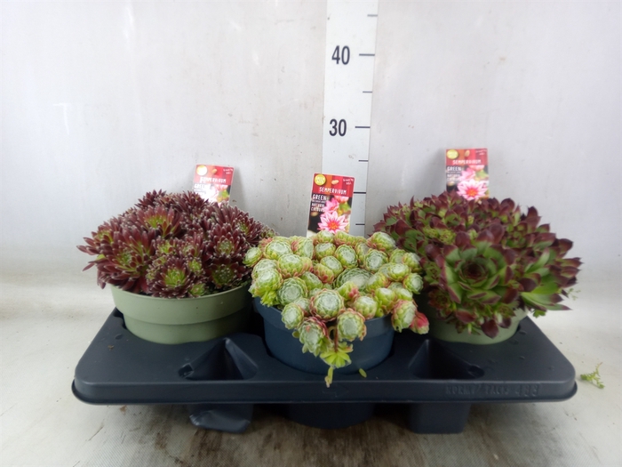 <h4>Sempervivum   ...</h4>