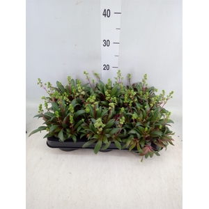 Crassula rosularis