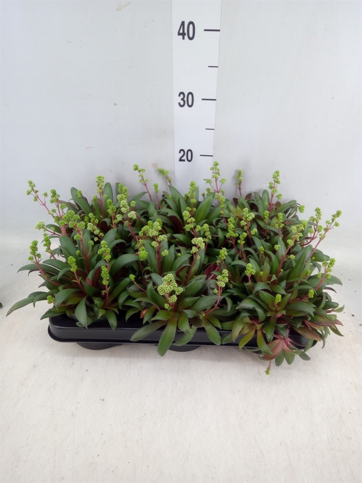 <h4>Crassula rosularis</h4>