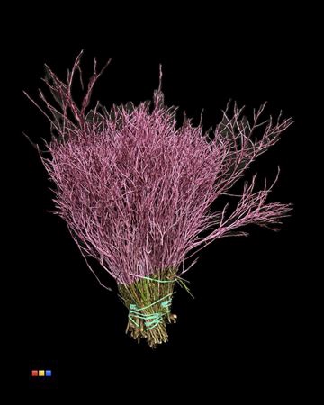 <h4>Vaccinium / Heidelbeer Metallic Pink</h4>