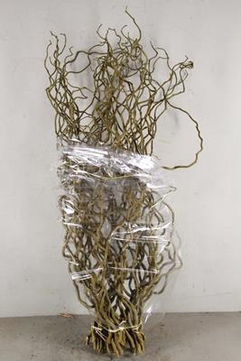 Corylus (1-jarig)