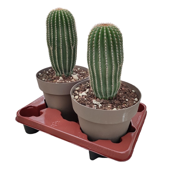 <h4>NEOBUXBAUMIA POLYLOPHA - POT Ø 20 (CACTUS)</h4>