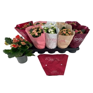 KALAN CALAN TISENTO LOVE MIX P12