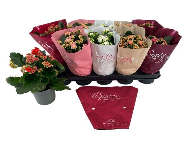 <h4>KALAN CALAN TISENTO LOVE MIX P12</h4>