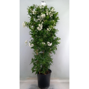 Solanum jasminoides