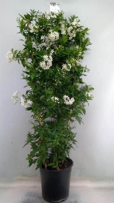 <h4>Solanum jasminoides</h4>