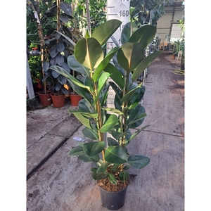 ficus robusta 2 toef 150