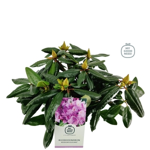 Rhododendron 30-35 /2 liter 'Roseum Elegans'