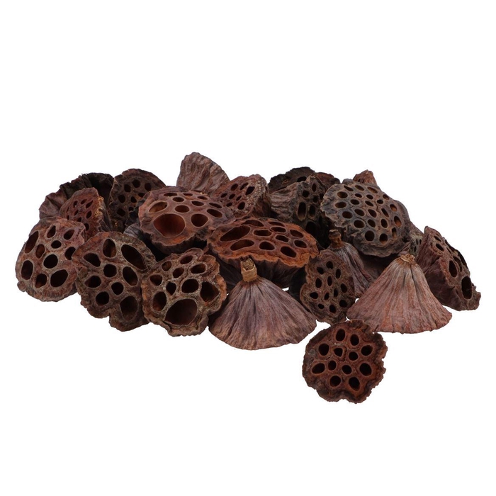 <h4>Nature Lotus Small Natural P/100</h4>