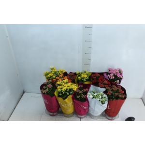 KALANCHOE DOBRADO PAIXOES P11