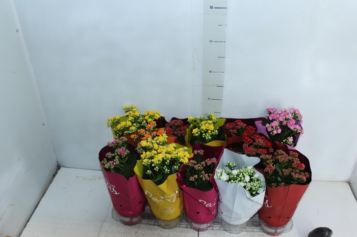 <h4>KALANCHOE DOBRADO PAIXOES P11</h4>