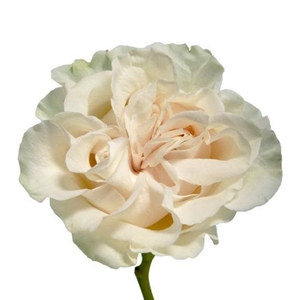 R GR Cotton X Pression