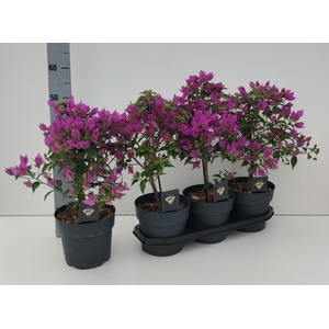 BOUGAINV ALEXANDRA