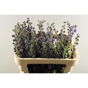 Aconitum Napellus Pyram L 70