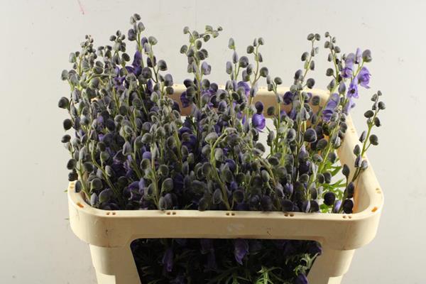 <h4>Aconitum Napellus Pyram L 70</h4>