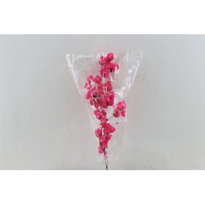 Dried Bougainvillea X5 55cm Cerise Bunch